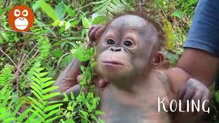 Meet orphan orangutan infant Koling [upl. by Naillimxam]