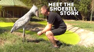 Meet The Shoebill Stork Balaeniceps Rex  Drive 4 Wildlife [upl. by Iong]