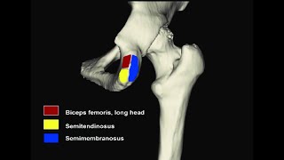 Ligaments and muscles that attach on the ischial tuberosity [upl. by Masuh]