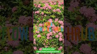 Ixora plant care and tips Greenleafytales ixora floweringshrubs flowergarden short [upl. by Annaej964]