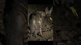 Striped hyena  Short Facts [upl. by Daniel]