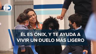 Terapias gratis con Ónix perro de asistencia en Azcapotzalco dónde tomarlas [upl. by Madlen967]