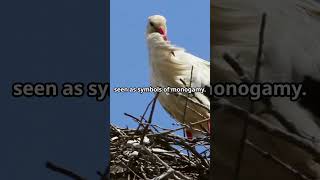 Do Storks Mate for Life Are Storks Monogamous storks monogamous lovebirds Stork Mating Ritual [upl. by Olinad]