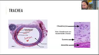 Histology of the trachea and lungs [upl. by Natek]