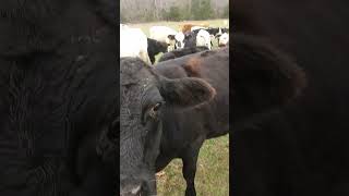 Cows wondering if I got snacks farming farmanimals cattlefarm curious [upl. by Aramad]