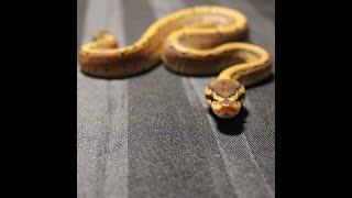 Enchi Pinstripe ballpython BCMAReptiles animallover animallife bestpets snake reptiles 4u [upl. by Elokyn]