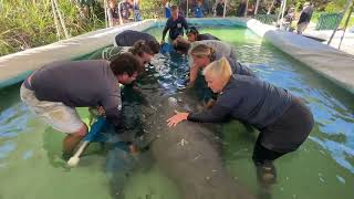 ZOO MIAMI TEAM RELIEVES OVERCROWDING PRESSURE ON MANATEE CRITICAL CARE FACILITIES [upl. by Burch]