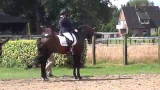 FRANZISKUS amp Ingrid Klimke  Westfalenwoche 2014  Warm Up [upl. by Wrand949]