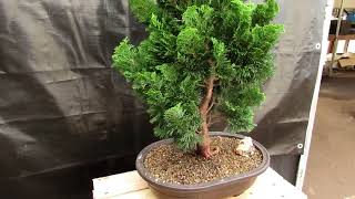 41 Year Old Hinoki Cypress Specimen Bonsai Tree [upl. by Neelyt]