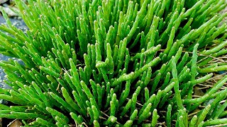 Sea Asparagus or Glasswort Identification [upl. by Gaidano]