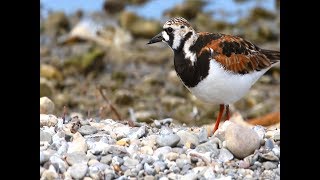 Ruddy Turnstone [upl. by Cheryl824]