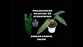 PHILODENDRON BILLIETIAE VS PHILODENDRON ATABAPONSE [upl. by Giana]