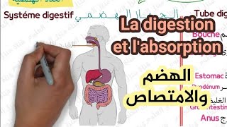 الهضم والامتصاص جزء الأول المستوى الثالثة اعدادي La digestion et labsorption  3AC SVT [upl. by Ahselet]