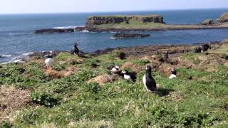 Puffins in Scotlands Treshnish Isles [upl. by Roda]