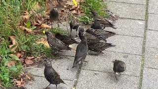 Common Starling Sturnus vulgaris Spreeuw Rotterdam ZH the Netherlands 21 Oct 2024 14 [upl. by Acirretal640]