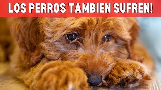 🤔¿Por Qué Tu Perro Está Estresado ¡Descubre las Causas [upl. by Llednol562]