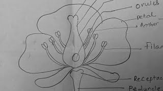 How to draw Parts of flower diagram [upl. by Octavla]