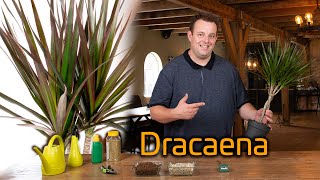 Tips voor de verzorging van je Dracaena Drakenbloekboom [upl. by Norman]