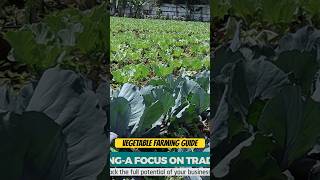 Vegetable farming guide imaginebusiness vegetables shortsfeed shortsvideo shorts shortsviral [upl. by Gherardi964]