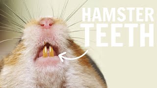 All about Hamster Teeth 🦷 [upl. by Hamimej]