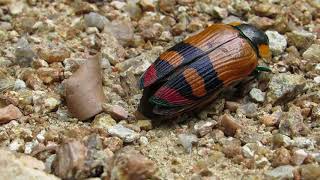 jewel beetle [upl. by Souvaine]