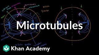 Microtubules  Cells  MCAT  Khan Academy [upl. by Syverson]