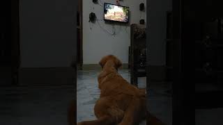 Browny is watching The Jungle Book ☺️☺️ song love song dog doglover shorts shalini trending [upl. by Anail]