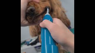 SERVICE  Emmi Pet Teeth Cleaning at Staceys Dog Grooming [upl. by Atikihs482]