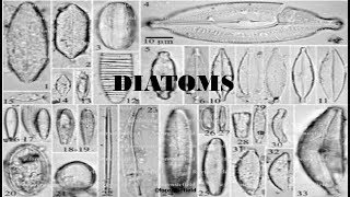 Diatoms [upl. by Killian197]