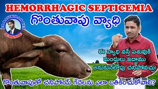 Hemorrhagic Septicemia  HS  Transmission Treatment Prevention  గొంతువాపు వ్యాధి [upl. by Ahtimat]