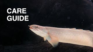 Senegal Bichir Care Guide  polypterus senegalus [upl. by Naira]