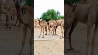 Camels resting now sorts [upl. by Anuahs]