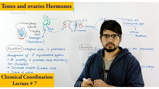 Gonads and their Hormones [upl. by Ellard]