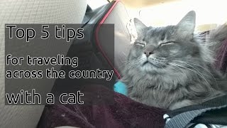 5 Tips for traveling 35 days by car with a cat [upl. by Paddie867]