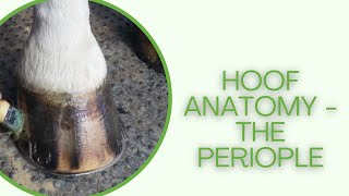 Horse hoof anatomy  the periople [upl. by Iahcedrom400]