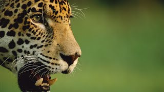 La vida de los leopardos a la orilla del río  Ríos de África [upl. by Gallager]