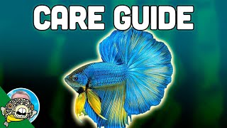 Betta Fish Care Guide  Betta Fish Tanks  Aquarium CoOp [upl. by Savdeep]