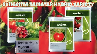 syngenta company tamato vareitystomaro seedstamato price [upl. by Gnuhn393]