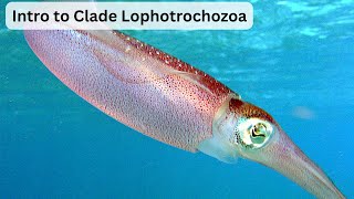 Intro to Clade Lophotrochozoa UrduHindi [upl. by Renfred]