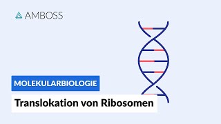 Translokation von Ribosomen an das raue ER  Biochemie  Molekulargenetik  AMBOSS Video [upl. by Elletnwahs]