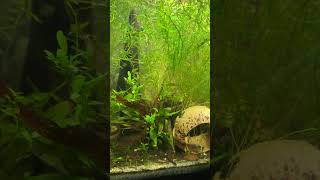 Red cherry shrimp fish tank with a few guppy fry [upl. by Hogle725]