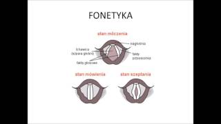 Fonetyka część 1  Budowa narządów mowy [upl. by Asyal]