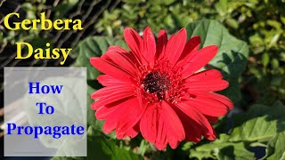 Simplest Way to Propagate Gerbera Daisy  How To Grow amp Care Gerbera Daisies [upl. by Tammany]