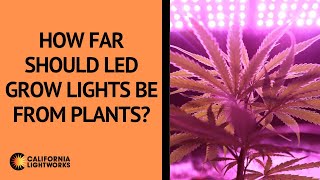 How Far Should LED Grow Lights Be From Plants  FAQ [upl. by Renfred]