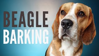 Beagle Barking Sound Effect  6 Minutes [upl. by Eetnuahs]