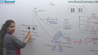 Muscle Contraction Sliding Filament Theory by quotNeha Swamiquot wwwBansalLive [upl. by Wester]