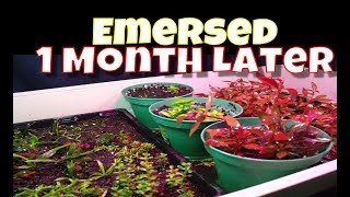 Emersed Aquatic Plant Setup a Month Later [upl. by Attenauqa]