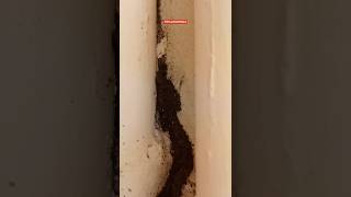 Termite Matti Tube termites termiteinspection pestcontrol pesticides [upl. by Ycnaffit]