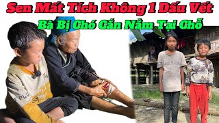 CỰC NÓNGHOANG NAMGEm SEN mất Tích 2 Tháng Không 1 Manh MốiChó Dại Giật Đuổi Cắn Xé Nát Chân Bà [upl. by Hatnamas]