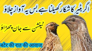 batair ki awaazبٹیر کی آواز [upl. by Carline792]